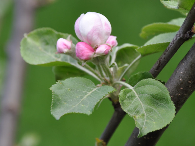 Обои картинки фото цветы, цветущие, деревья, кустарники