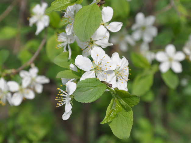 Обои картинки фото цветы, цветущие, деревья, кустарники