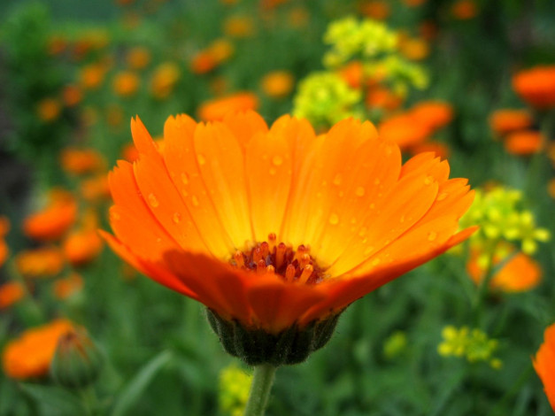 Обои картинки фото цветы, календула