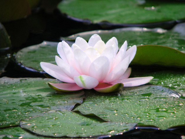 Обои картинки фото цветы, лилии, водяные, нимфеи, кувшинки