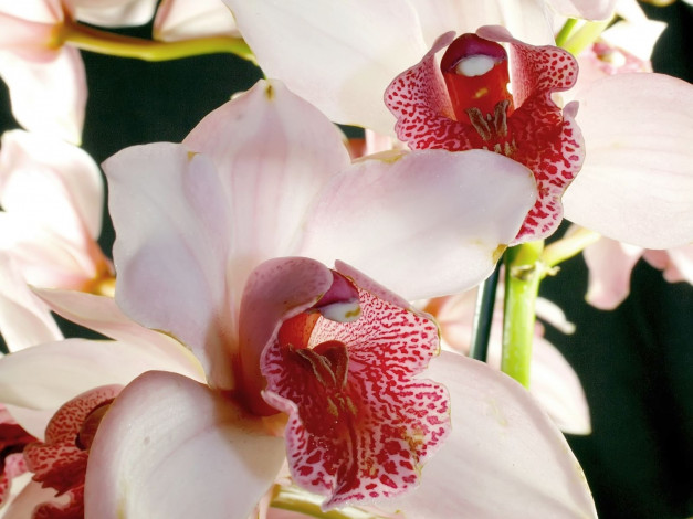 Обои картинки фото цветы, орхидеи