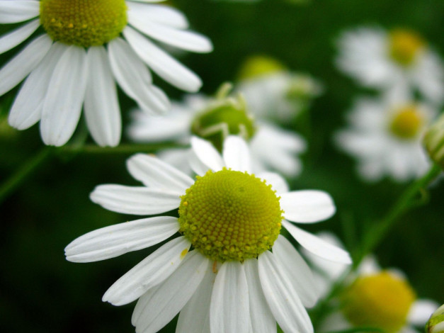 Обои картинки фото цветы, ромашки