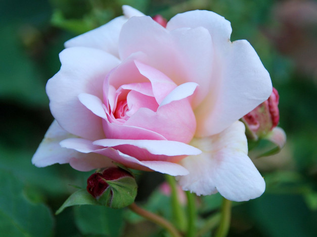 Обои картинки фото цветы, розы