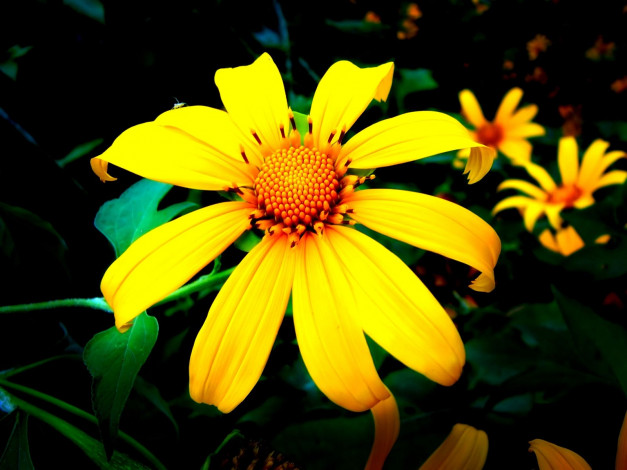 Обои картинки фото цветы, рудбекия