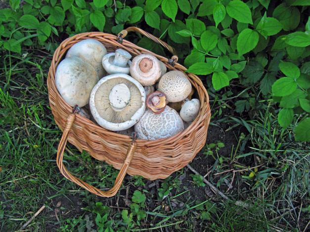 Обои картинки фото еда, грибы, грибные, блюда