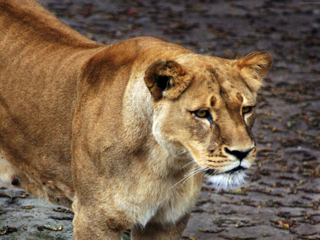 Обои картинки фото животные, львы