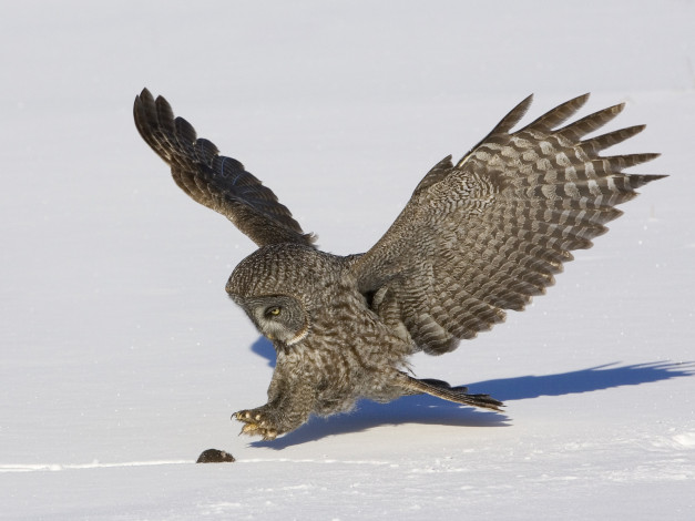 Обои картинки фото животные, разные, вместе