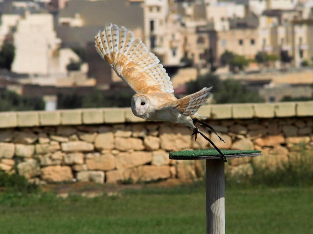 Обои картинки фото животные, совы