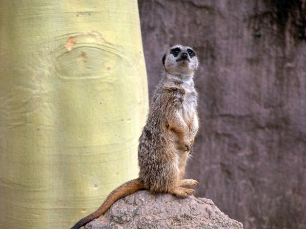 Обои картинки фото животные, сурикаты