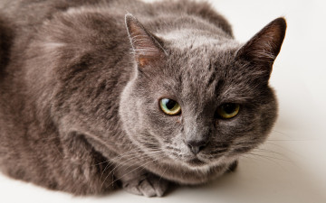 Картинка животные коты