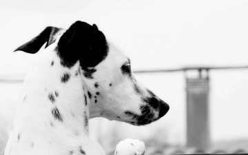 Картинка животные собаки