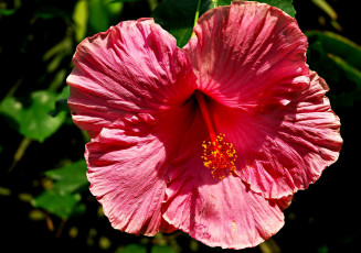 Картинка цветы гибискусы большой розовый