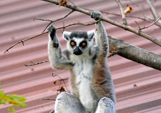 Картинка животные лемуры глаза ветки пушистый