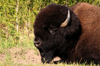 Картинка животные зубры бизоны большой мощный рога