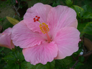 Картинка цветы гибискусы