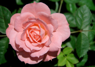 Картинка цветы розы лепестки розовый