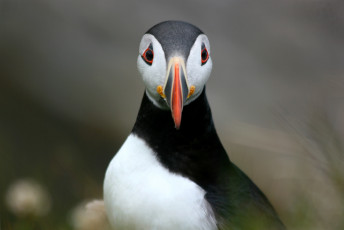 Картинка животные тупики puffin fratercula arctica bird атлантический тупик