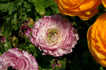 Картинка цветы ранункулюс азиатский лютик бутоны