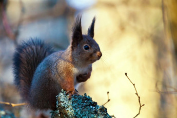 Картинка животные белки рыжая хвост