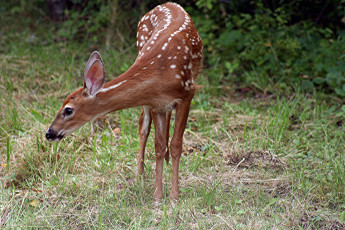 Картинка животные олени олень