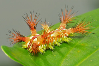 Картинка животные гусеницы оранжевая экзотика