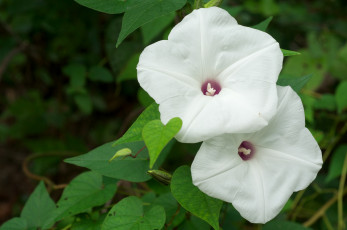 Картинка цветы вьюнки ипомеи белый