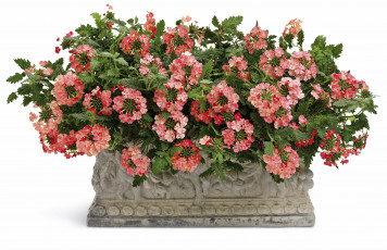 Картинка цветы лантана вербена петунья