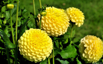 Картинка цветы георгины круглый желтый