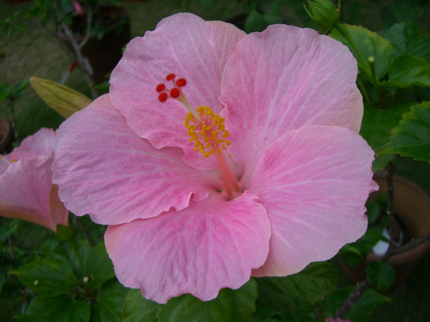 Обои картинки фото цветы, гибискусы