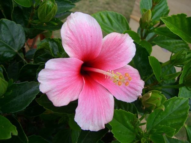 Обои картинки фото цветы, гибискусы