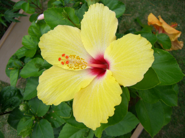 Обои картинки фото цветы, гибискусы