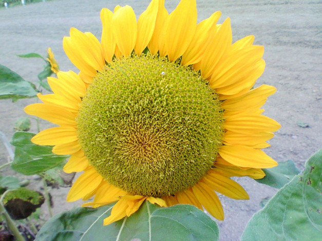 Обои картинки фото цветы, подсолнухи, подсолнух