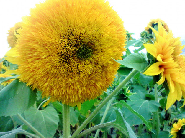 Обои картинки фото цветы, подсолнухи, подсолнух