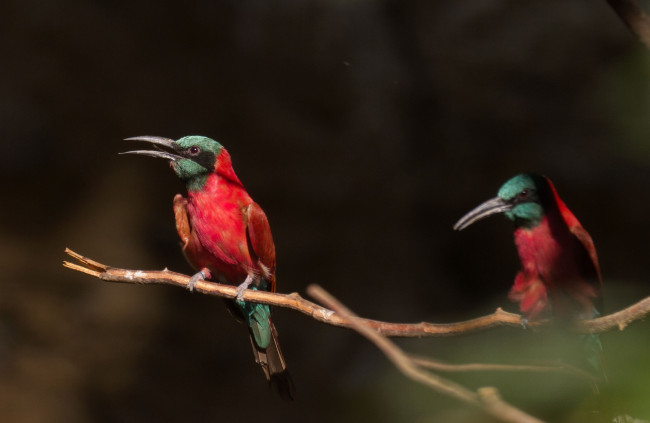 Обои картинки фото животные, щурки, пчелоеды, ветка, пара