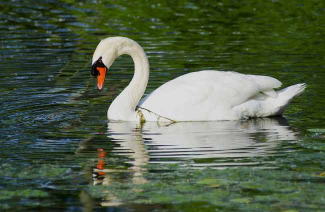 Обои картинки фото животные, лебеди, вода, белый, шипун, отражение