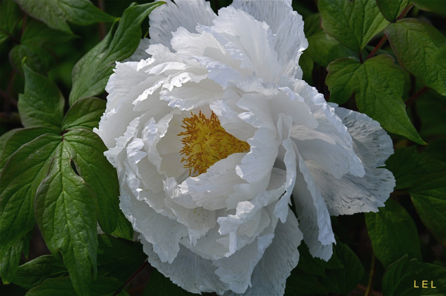 Обои картинки фото цветы, пионы, белый, лепестки