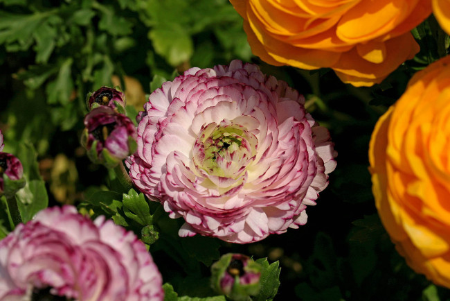 Обои картинки фото цветы, ранункулюс, азиатский, лютик, бутоны