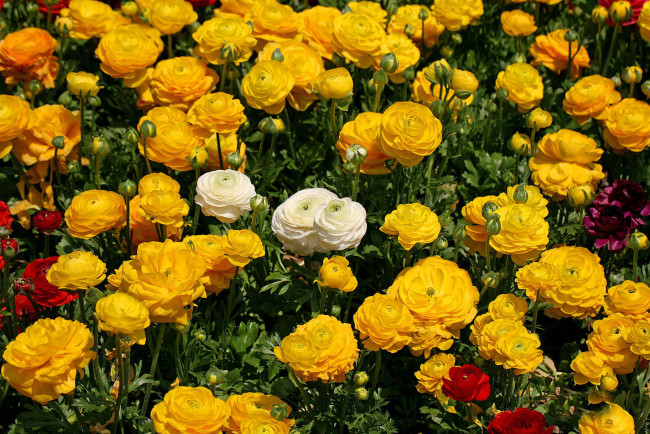 Обои картинки фото цветы, ранункулюс, азиатский, лютик, лепестки