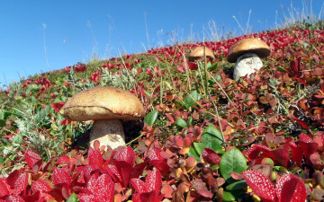 Картинка природа грибы подосиновики