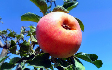 Картинка природа плоды яблоко