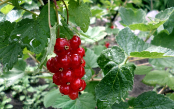Картинка природа Ягоды смородина