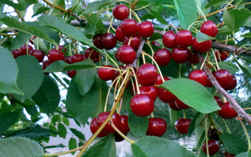 Картинка природа Ягоды вишня