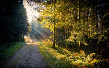 Картинка природа дороги простор