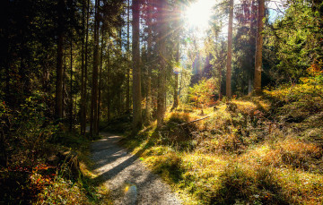 Картинка природа лес простор