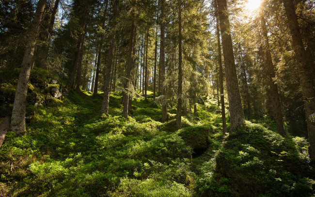 Обои картинки фото природа, лес, простор