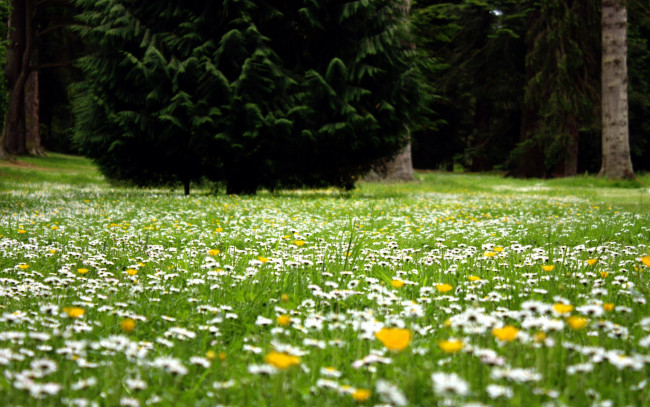 Обои картинки фото природа, луга, лето, луг, цветы, ромашки