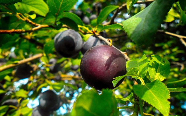 Обои картинки фото природа, плоды, сливы