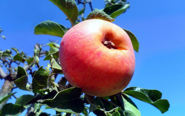 Обои картинки фото природа, плоды, яблоко
