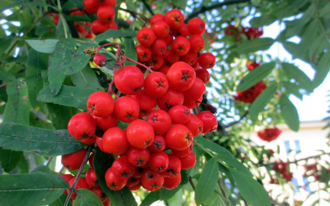 Обои картинки фото природа, Ягоды,  рябина, гроздь