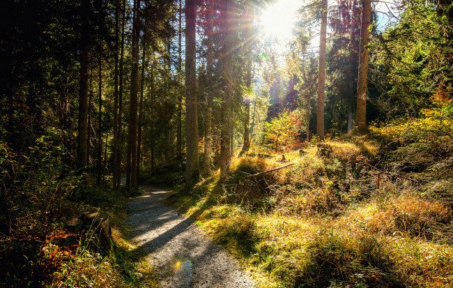 Обои картинки фото природа, лес, простор